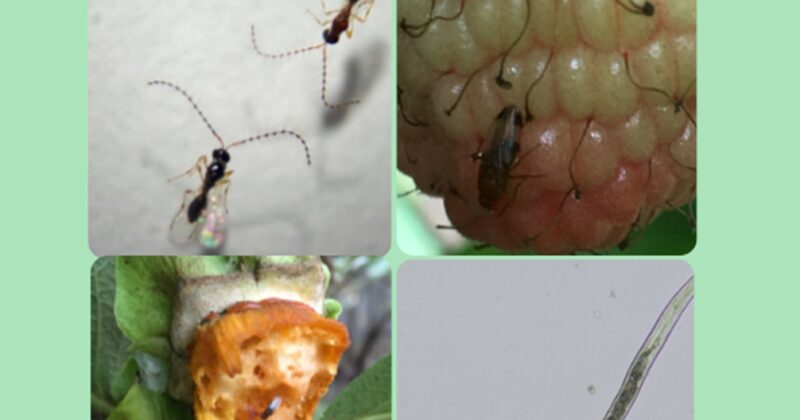 Böcek ve Nematodlarda Davranış Şekilleri ve Mücadele Olanakları